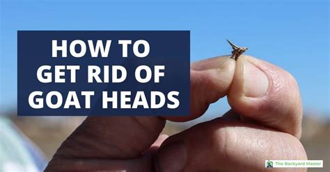How to get rid of goat heads. Things To Know About How to get rid of goat heads. 